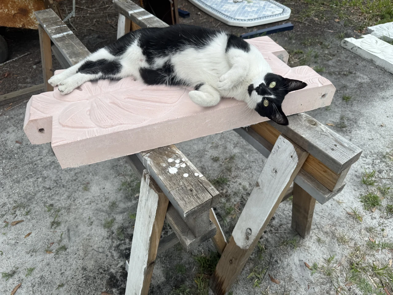 Black-and-white cat resting on an unfinished pink concrete panel