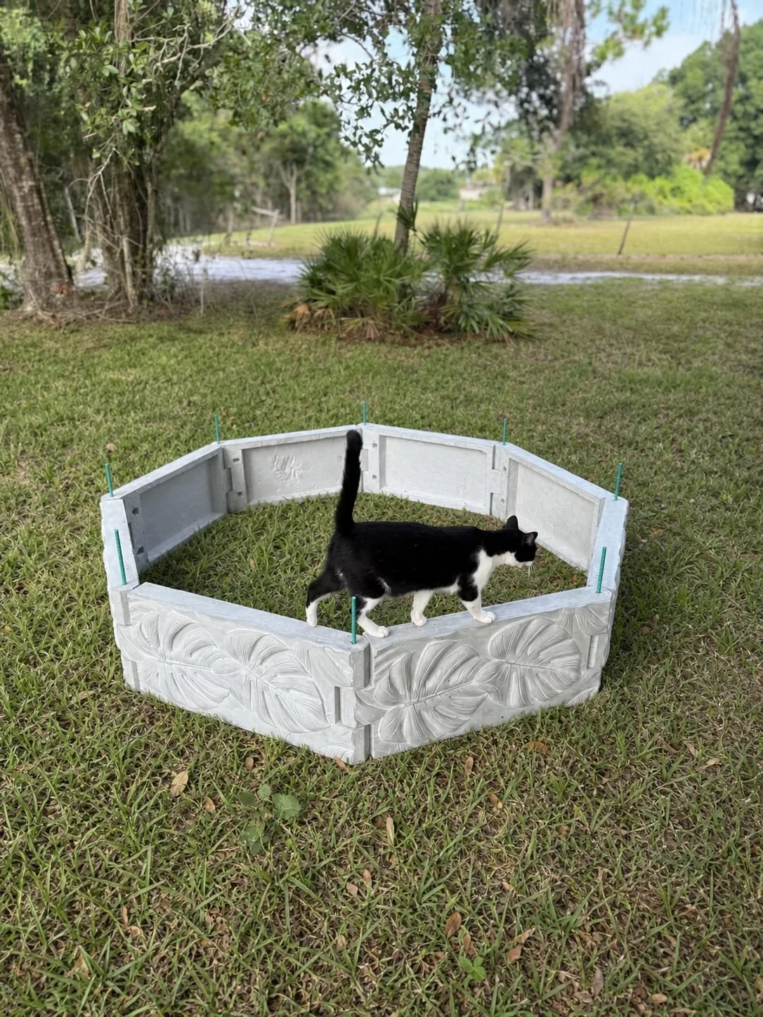 Black-and-white cat standing inside an empty assembled Radical raised garden bed
