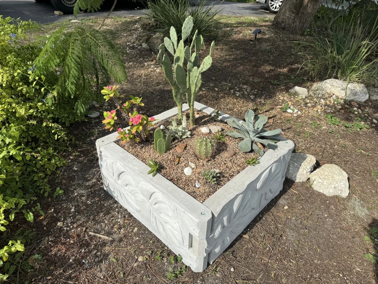 Square Radical concrete raised bed planted with cacti and succulents